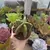 Cacto Mandacaru sem Espinhos (Cereus jamacaru) - loja online