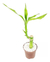 Bambu Da Sorte Natural Chinês (lucky Bamboo) Com Pedrinhas