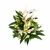 Anthurium 'Lily' (Antúrio Mini Lilli Rosa) - comprar online