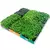 Microverdes de Agrião e Rabanete - Kit Sementes Isla na internet