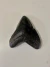 Raro Dente Fóssil Tubarão Megalodonte Fossilizado 10 cm Cor Negra Exclusivo! Fóssil Megalodon Fossil Petrificado EUA USA na internet
