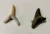 2 Belos Dentes Fósseis Tubarão Fossilizados Lote Pequenos Baratos!!! Exclusivos!! Fóssil Megalodonte Fossil EUA Importados - comprar online