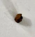 Pedaço meteorito original Nantan China Ferro-Níquel Ano 1516 Raro! Coleção Decoração Mineral Metal Rocha Meteoro Espaço - loja online