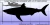 Imagem do Dente fóssil tubarão Qualicorax importado Marrocos 2,5 cm lindo Coleção Decoração Petrificado Cretáceo Dinossauro Fossil TOP!