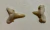 2 Belos Dentes Fósseis Tubarão Fossilizados Pequenos Baratos!!! Exclusivos!! Fóssil Megalodonte Fossil Marrocos Importados - loja online