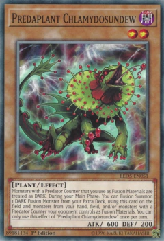 Predaplant Chlamydosundew - LED5 - Common
