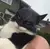 Batcat Mascara Michi - COCO3D