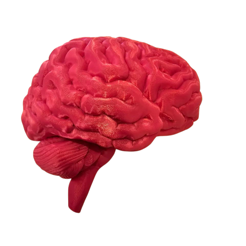 CÉREBRO ANATÔMICO - comprar online