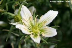 Extrato de Arruda Síria en internet