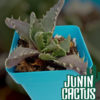 Faucaria Tigrina