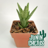 Aloe Juvenna