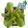 Adromischus Cristatus v. Zeyheri