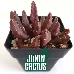 Stapelia Pearsonii - comprar online