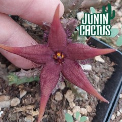 Stapelia Pearsonii en internet