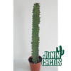 Euphorbia sp (sin identificar)