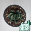 Haworthia Truncata Híbrida