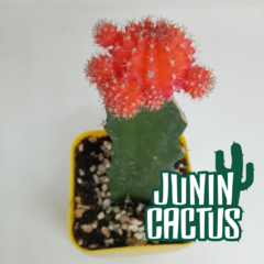 Gymnocalycium Mihanovichii injertado en internet