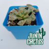 Titanopsis Calcarea