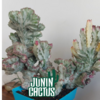 Euphorbia Láctea crestada