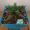 Sansevieria Brevifolia m 10
