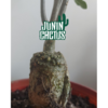 Fockea Edulis