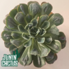 Echeveria Raindrop