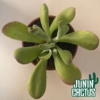 Kalanchoe Oricula