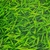 PISOTAK DECOR GREEN DAY 1,22 X 1,00 Mt - loja online