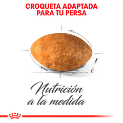 Royal Canin Gato Persa Adulto, 3.1 kg - Tiendas Fanc