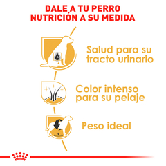 Royal Canin Schnauzer Adulto, 4.5 kg - Tiendas Fanc
