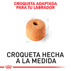 Royal Canin Labrador Adulto, 13.6 kg - tienda en línea