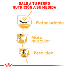 Royal Canin Pug Adulto, 4.5 kg - tienda en línea