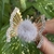 Imagem do Hair Clip Butterfly Pompom