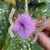 Hair Clip Butterfly Pompom