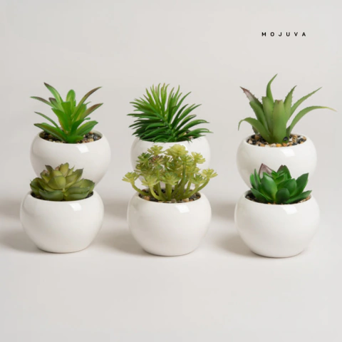 Maceta Redonda con planta suculenta 6x6x8cm