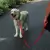 Guia Kong Adjustable Leash Vermelha M p/ Cães até 30kg 2m - comprar online