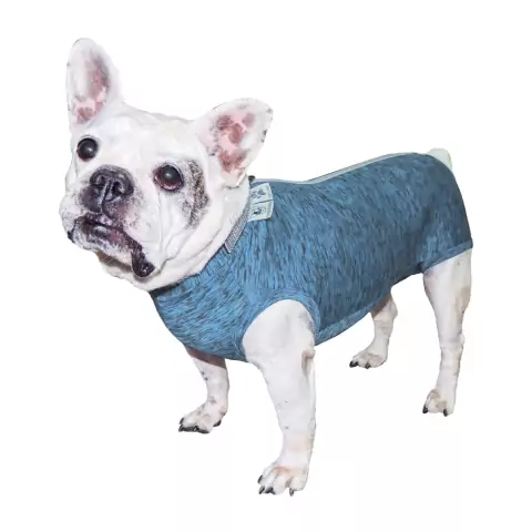 Roupa de Castração Fit para Buldogue Francês Macho - Azul M