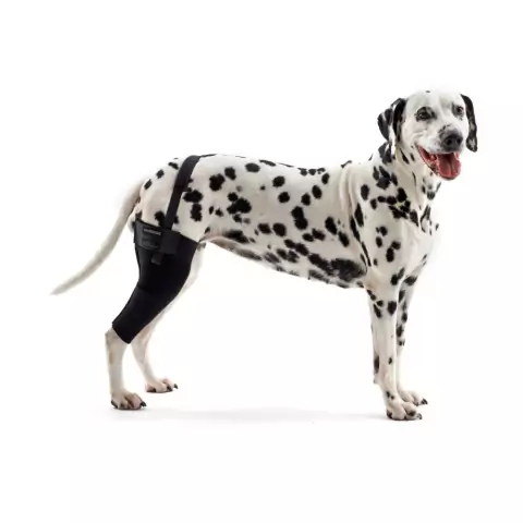 Protetor de Joelho Direito p/ Cães Pet Kruuse Rehab Tam GGG