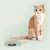 Imagem do Comedouro Plano p/ Gatos United Pets Kitty Cherry 120ml