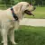 Coleira p/ Cachorro Kong Nylon Collar Cinza GG - 55 a 76cm - comprar online