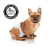 Kit Fralda Higiênica Pet p/ Cães Macho Dogs Care Tam G 72 Un - O Cãoselheiro