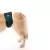 Protetor de Fralda p/ Cachorro Macho Pet Med N0 - Verde - comprar online