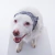 Protetor Ouvido para cães com Medo de Fogos ou Barulhos Oto Calm Pet Med Tam 3 na internet
