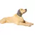 Protetor Auricular Pós-cirúrgico p/ Cães Pet Designer Tam 1 na internet