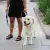 Guia p/ Cachorro Kong Traffic Leash Azul G até 1,5m na internet