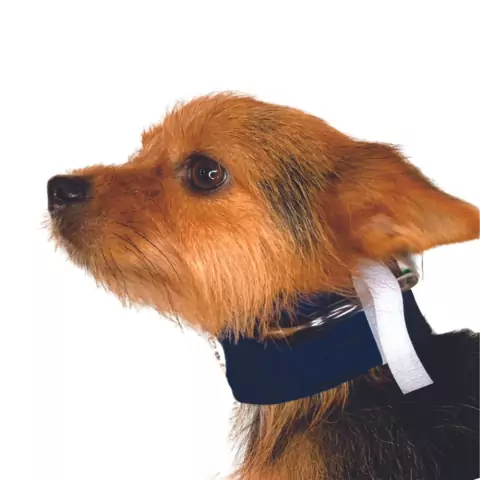 Colar de Sonda Esofágica para Cães e Gatos - Azul - Tamanho 3