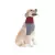 Roupa Protetora de Pescoço p/ Cachorro Pet Med Duo Dry N3 - loja online