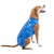Roupa Protetora Pós Castração Cão Macho - Pet Med - Tam 00 - O Cãoselheiro