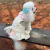Vestido com Coleira para Cães - Dress4Pet - Algodão - Tamanho GG