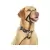 Cabresto Halti Headcollar Preto P - Tamanho 1 na internet